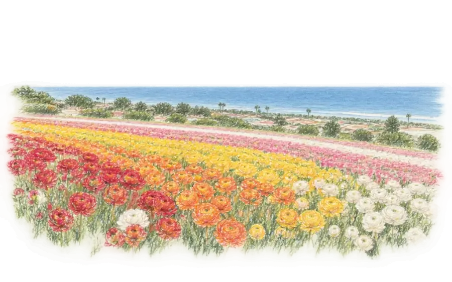 Pencil sketch of striped ranunculus fields on a hillside above the ocean