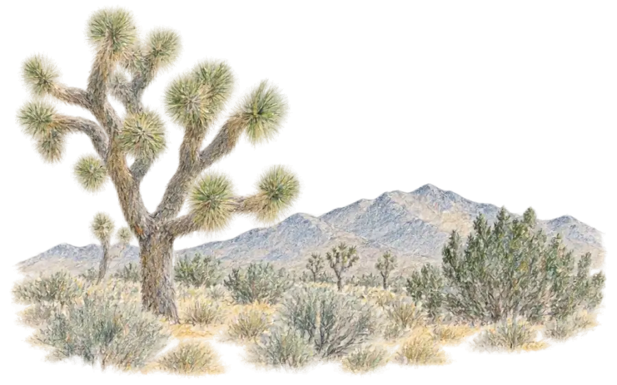 Pencil sketch of a shaggy Joshua tree and juniper with distant mountains