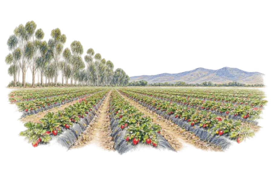 Pencil sketch of long rows of strawberry plants on a flat plain