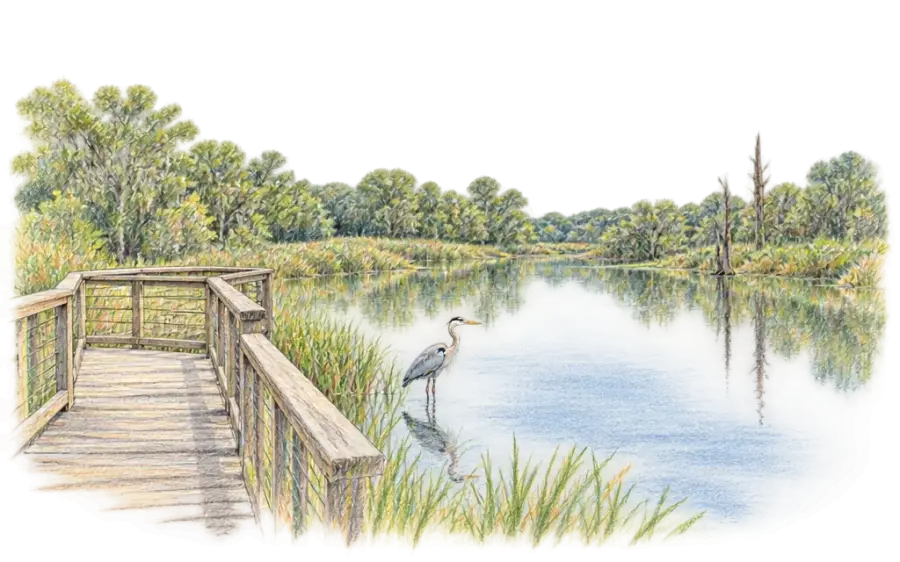 Pencil sketch of a wooden boardwalk beside a calm bayou with a wading heron