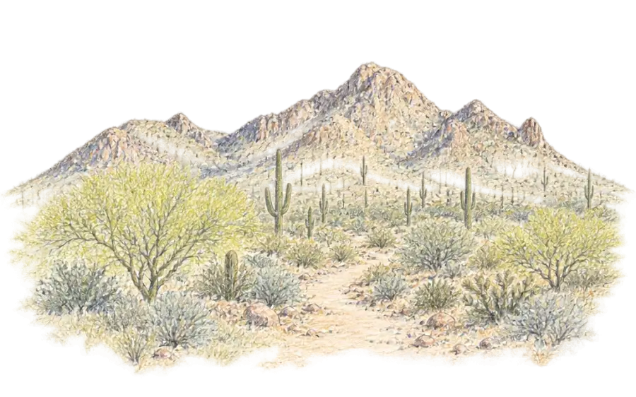 Pencil sketch of the rocky San Tan Mountains above palo verde and a trail